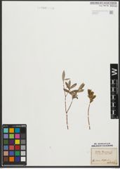 Foto von Salix purpurea L. x Salix repens L.